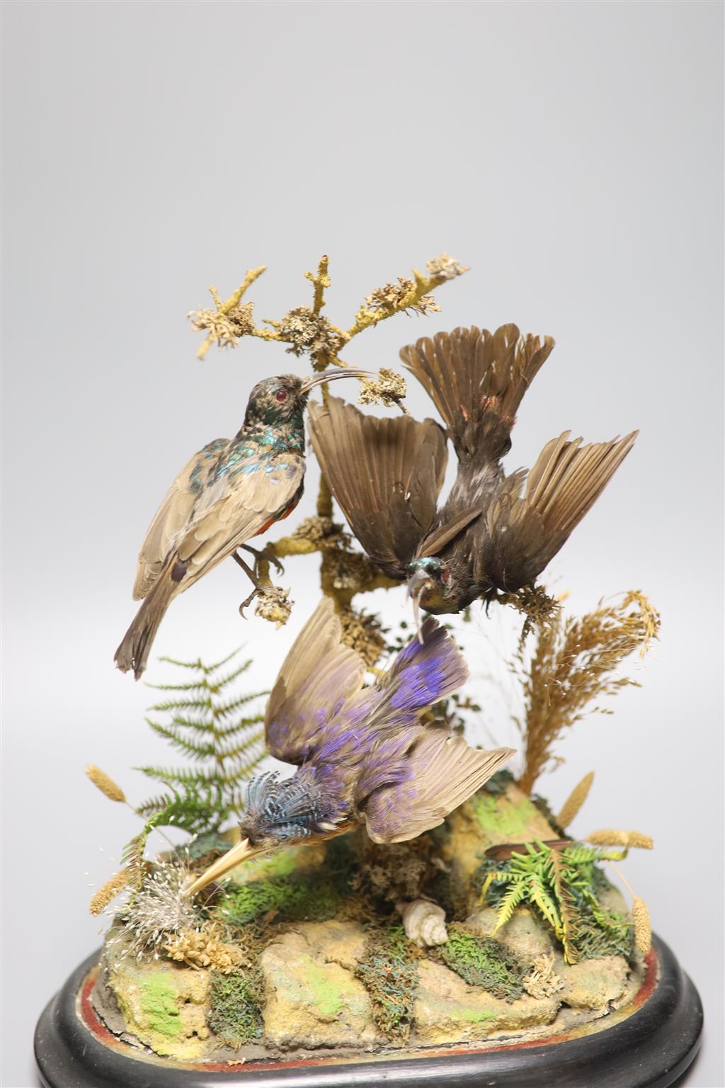 A taxidermic Humming birds group, under dome, overall 32cm